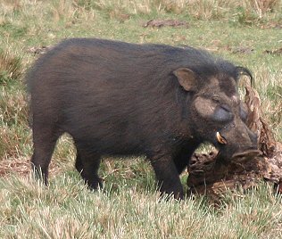 Riesenwaldschwein